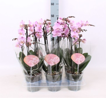 Bild på Phalaenopsis 3Gr D12 X 6 Beaution Multi