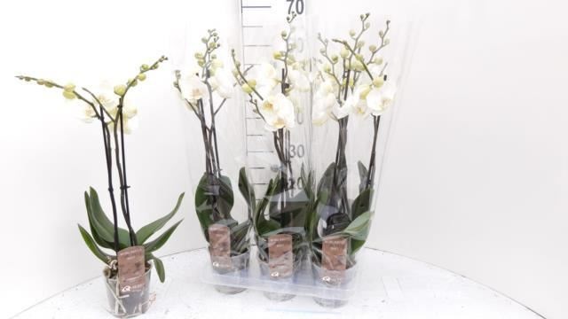 Bild på Phalaenopsis 2Gr D12 X 6