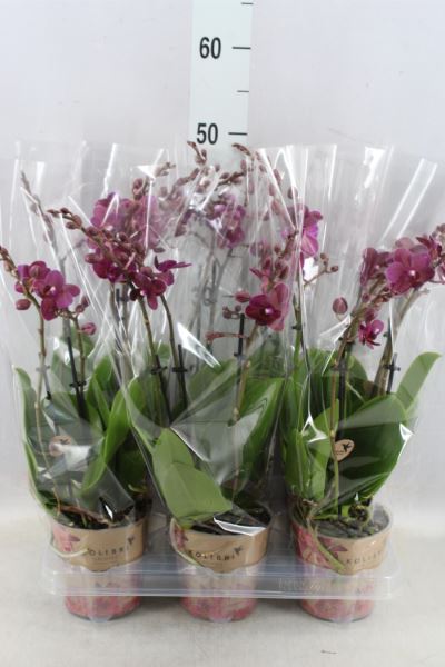 Bild på Phalaenopsis Multi 3Gr D12 X 6 Kolibri
