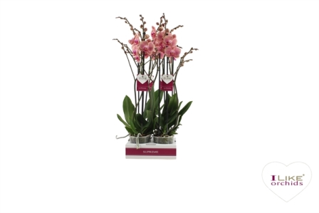 Bild på Phalaenopsis 2Gr D12 X 6 Narbonne