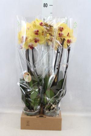 Bild på Phalaenopsis 3Gr D12 X 4 Goldion