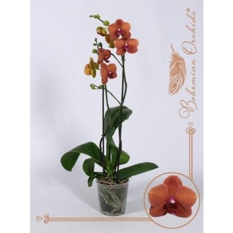 Bild på Phalaenopsis 2Gr D12 X 6 Surfsong