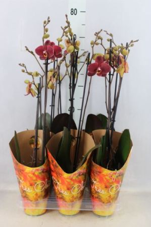 Bild på Phalaenopsis 2Gr D12 X 6 Tunis