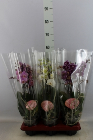 Bild på Phalaenopsis 3Gr D12 X 6 Multi