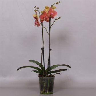 Bild på Phalaenopsis 2Gr D12 X 10 Fairytale