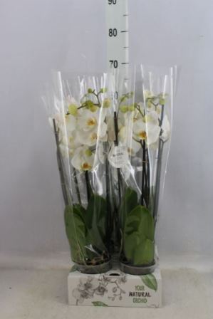 Bild på Phalaenopsis 3Gr D12 X 4 Natural Orchid