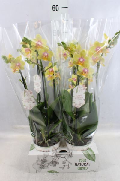 Bild på Phalaenopsis 3Gr D12 X 4 Yellow Symphony