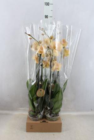 Bild på Phalaenopsis 2Gr D12 X 4 Golden River