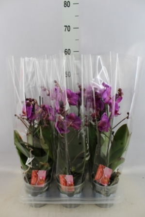 Bild på Phalaenopsis 2Gr D12 X 6