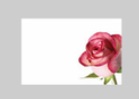 Bild på Blomsterkort Med Ceris/Creme Ros 50/Fpn