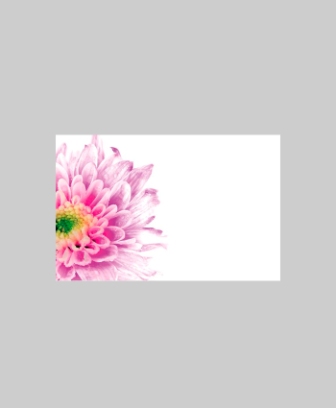 Bild på Blomsterkort Chrysantemum Rosa 50/Fpn