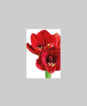 Bild på Blomsterkort Dubbelt Amaryllis 25/Fpn
