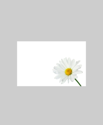 Bild på Blomsterkort Prästkrage 50/Fpn