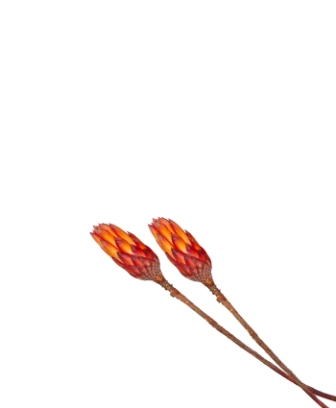 Bild på Protea Repens Bud Red Liten 100/Fpn