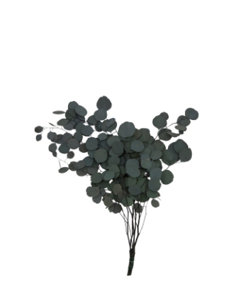 Bild på Eucalyptuys Populus Grågrön 150Gr/Fpn