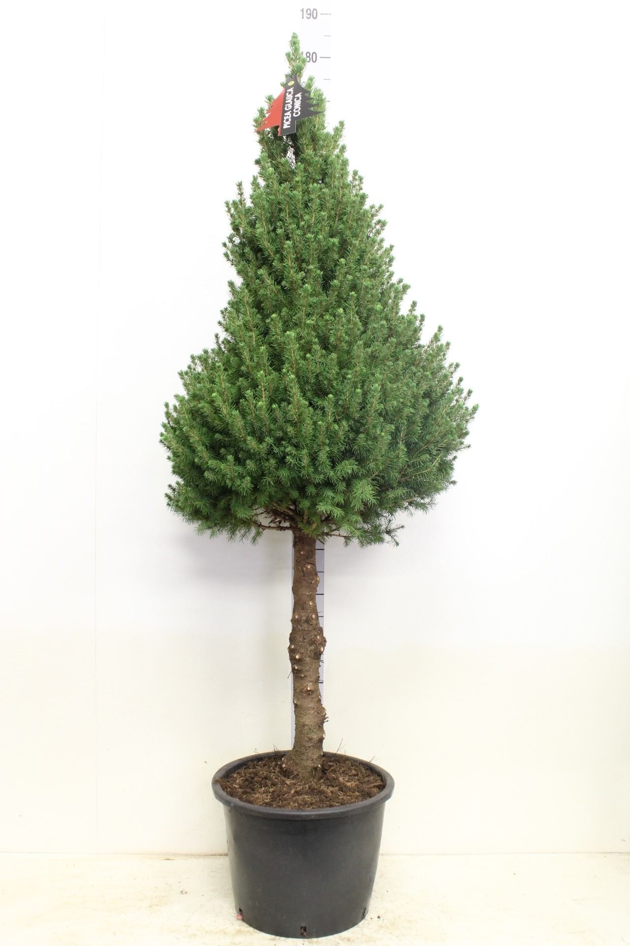 Bild på Krukväxter Picea Conica stam *1 XL