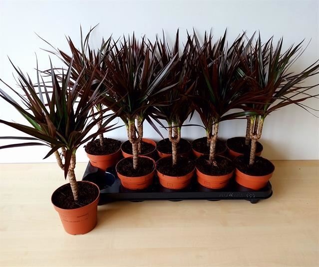 Bild på Dracena Magenta D12 X 10