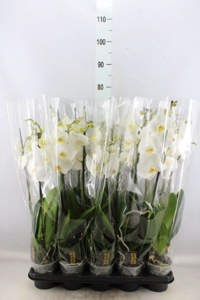 Bild på Phalaenopsis 2Gr D12 X 10