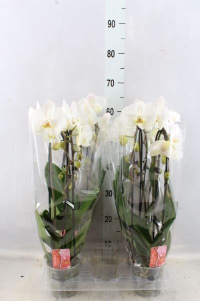 Bild på Krukväxter Phalaenopsis cascade *4 2-stäng
