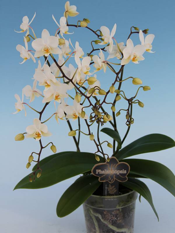 Bild på Phalaenopsis 3-6Gr D12 X 10 Wild Multi