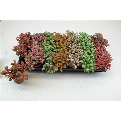 Bild på Krukväxter Fittonia 7-colours  *21
