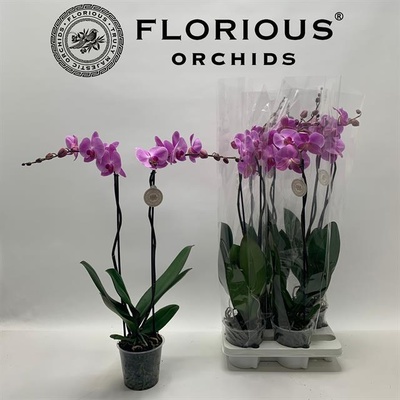 Bild på Phalaenopsis 2Gr D15 X 4