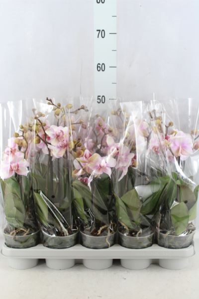 Bild på Phalaenopsis 3Gr D12 X 10 Pink Blush Multi