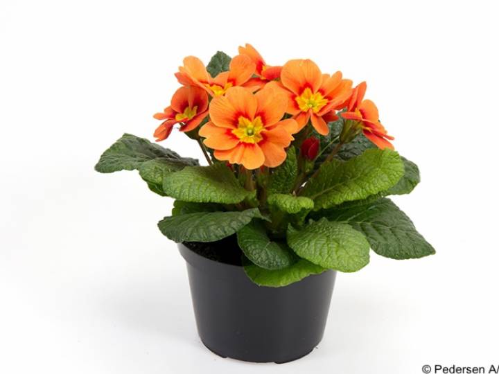 Bild på Primula Vulgaris D10,5 X 12 Terracotta