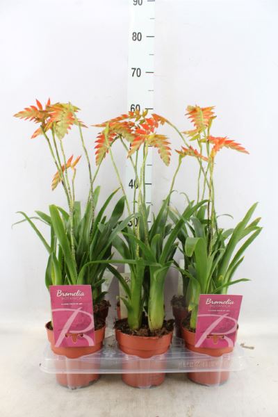 Bild på Krukväxter Tillandsia Dyeriana *6