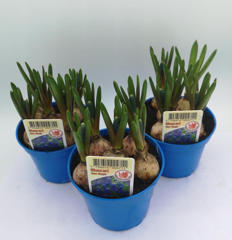 Bild på Krukväxter Muscari  Blå  *18 pärlhyacint