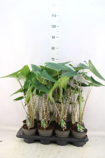 Bild på Krukväxter Alocasia Zebrina *8