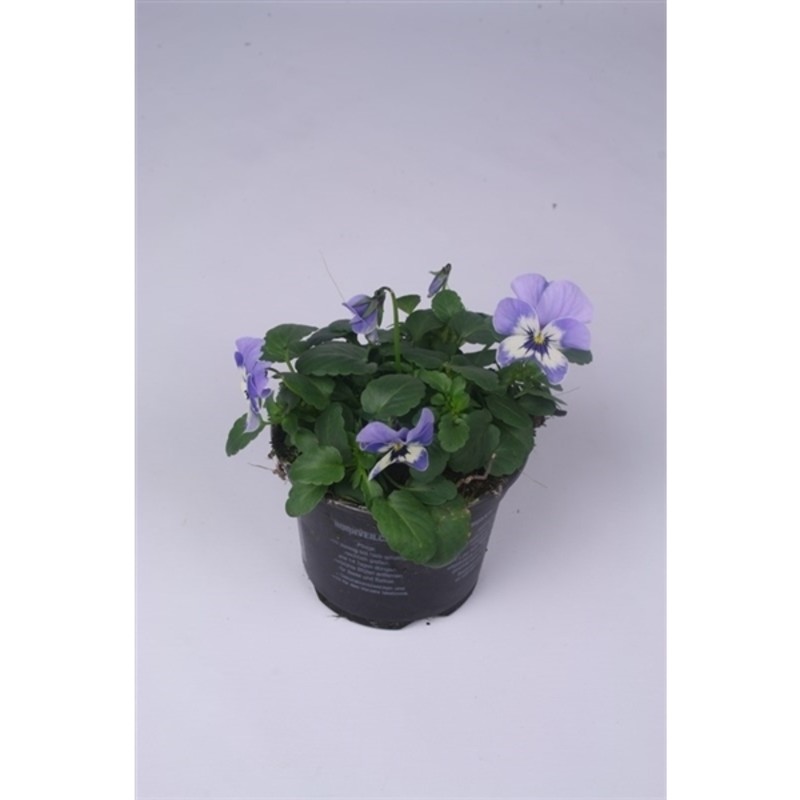 Bild på Krukväxter Viola Cornuta Blå *18