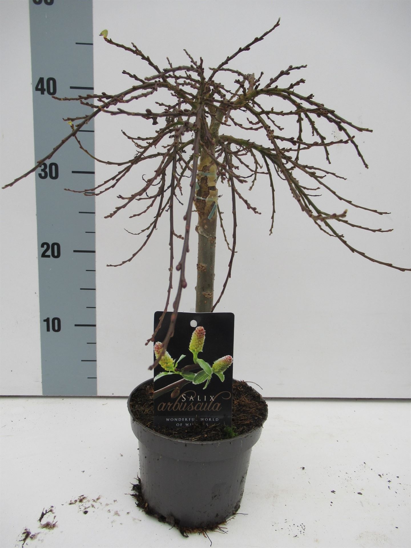 Bild på Krukväxter Salix Stam *8