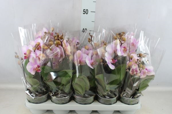 Bild på Phalaenopsis 3Gr D12 X 10 Pink Blush Multi