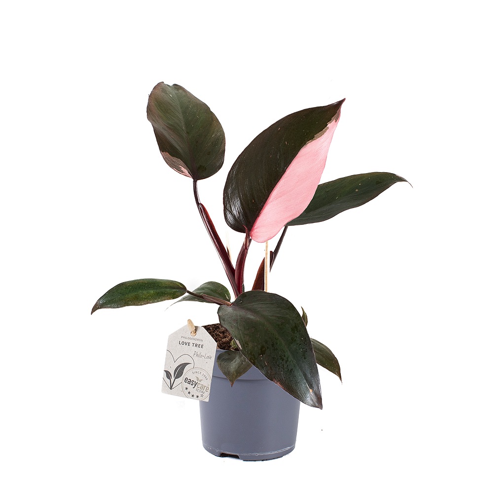 Bild på Krukväxter Philodendron *9 Pink Prinsess