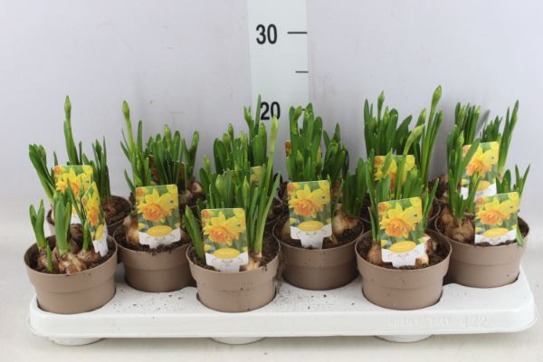 Bild på Krukväxter Narcissus dubbel tete Boucle *12