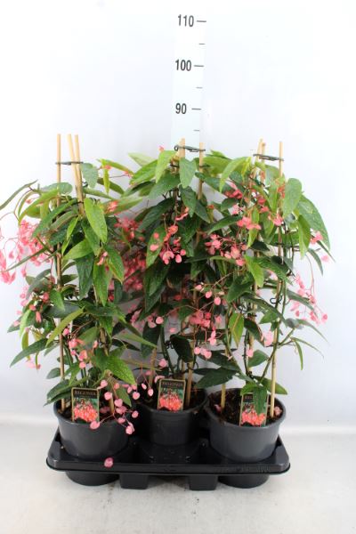 Bild på Krukväxter Begonia Corallina pink *3