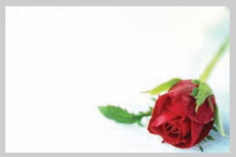 Bild på Blomsterkort Röd Ros 50/Fpn