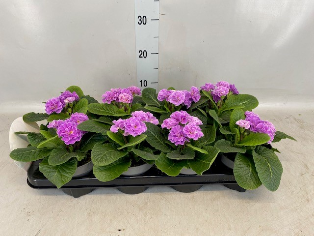 Bild på Krukväxter Primula Ac Queen  *8