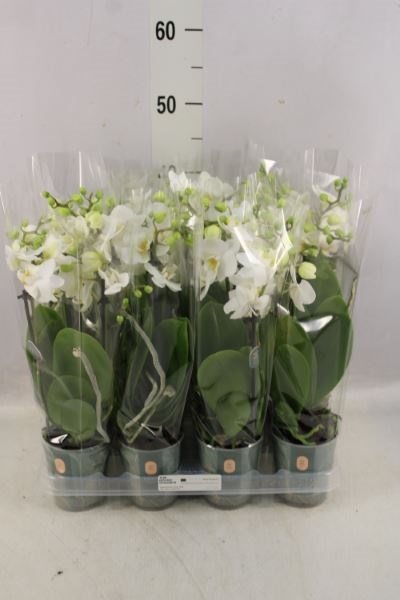 Bild på Phalaenopsis 2Gr D9 X 12 Multiflora