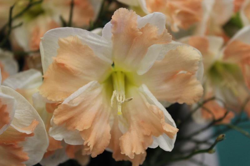 Bild på Krukväxter Narcissus Cum Lauder *14