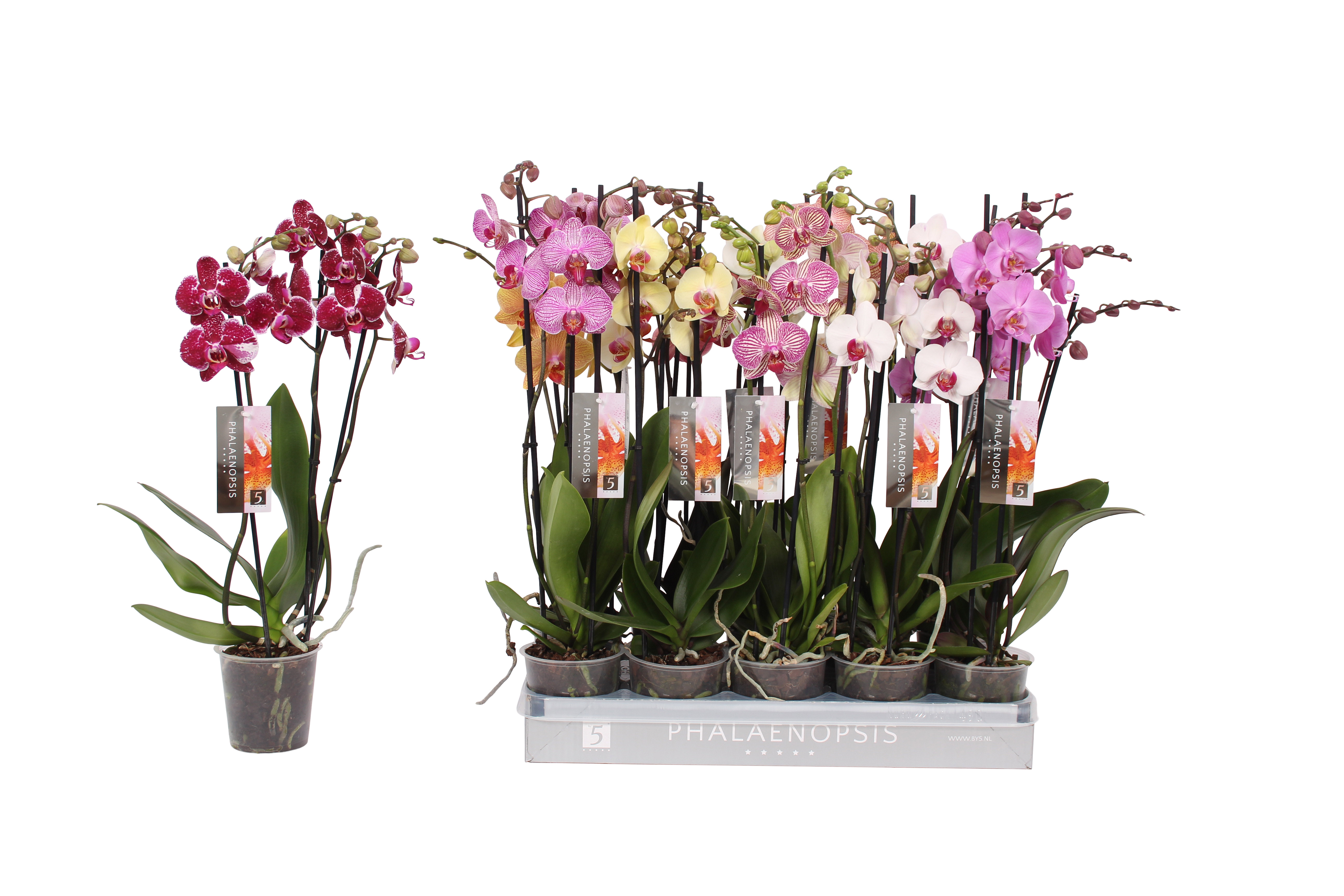 Bild på Krukväxter Phalaenopsis Mix *10 3-stg