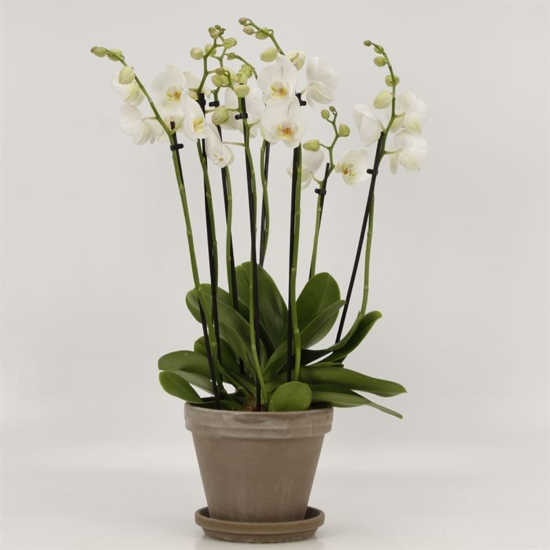 Bild på Krukväxter Phalaenopsis Mega *1 8-stl Lerkruka
