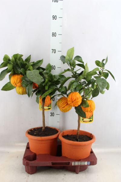 Bild på Krukväxter Citrus Medica Canaliculata *1