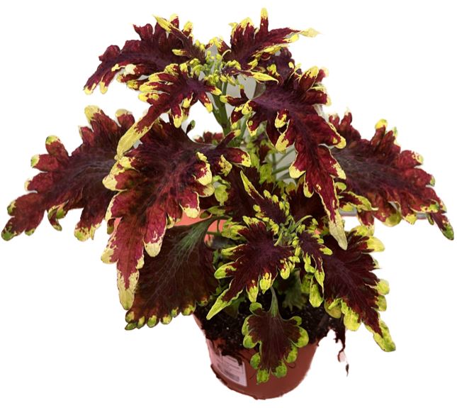 Bild på Palettblad Coleus D12 X 8 Golden Gate Skalleberg