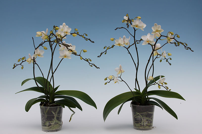 Bild på Krukväxter Phalaenopsis Wild Flowers *12
