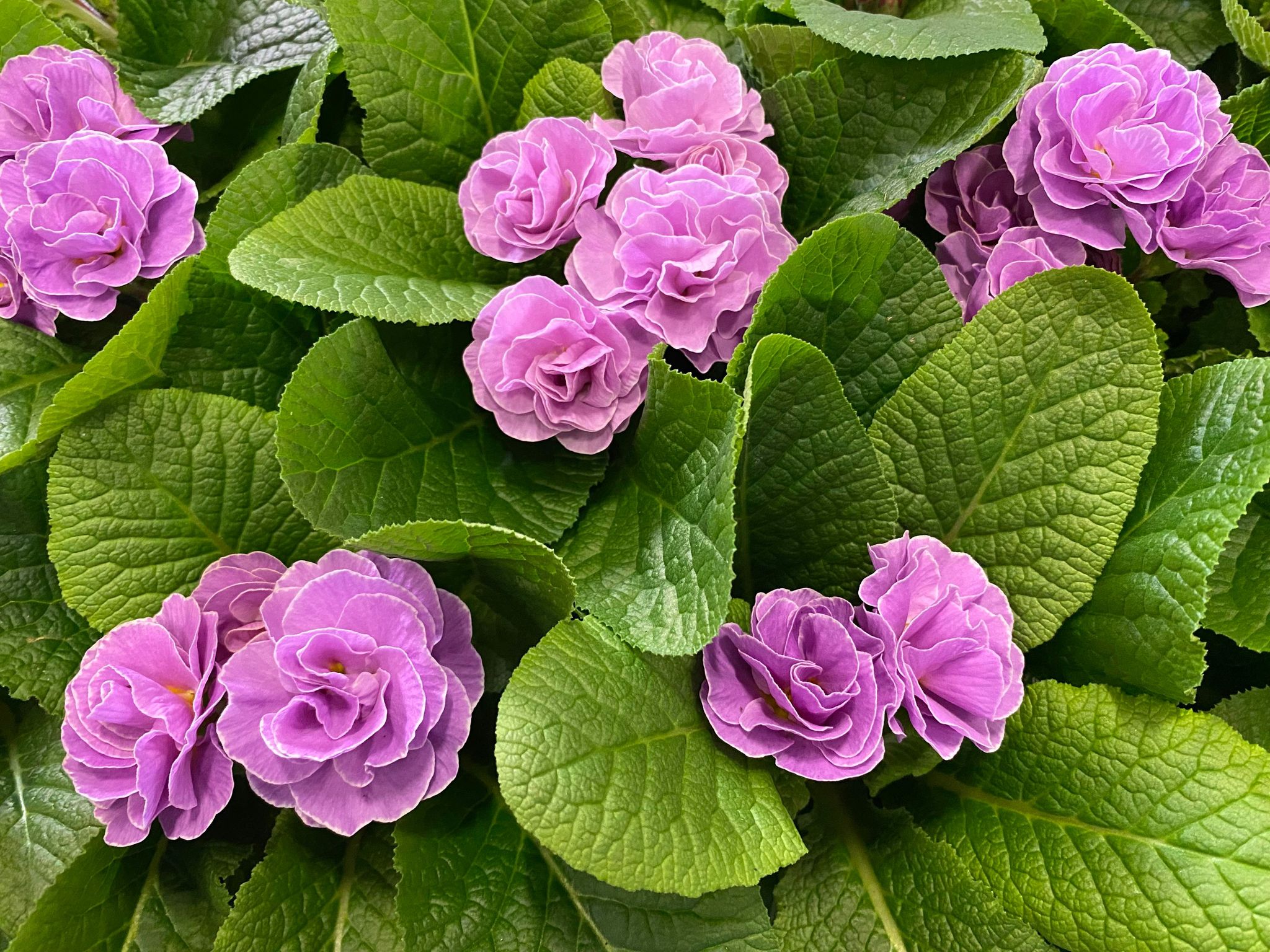 Bild på Krukväxter Primula Princess *12 Lavendel