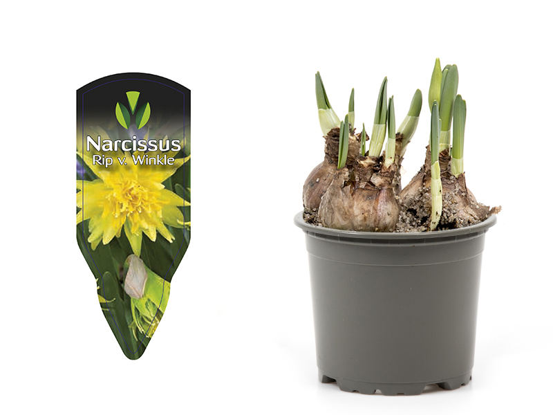 Bild på Krukväxter Narcissus Rip Van Winck *20