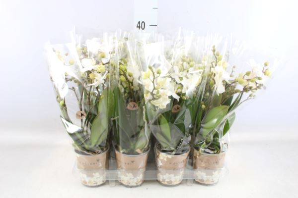 Bild på Krukväxter Phalaenopsis multi  *12 3-stl
