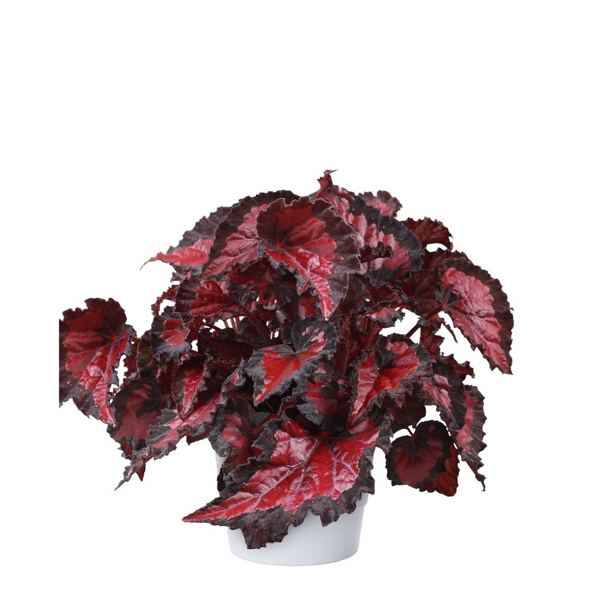 Bild på Begonia Rex D12 X 6 Inca Night Skalleberg